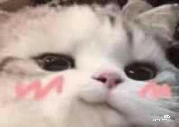 Nombre:  cat.jpg
Visitas: 142
Tamaño: 22.2 KB