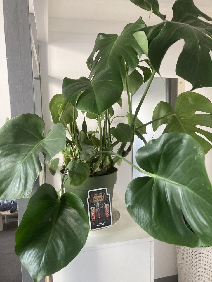 Clic en la imagen para ver su versión completa. 

Nombre: cheesy.jpg 
Visitas: 91 
Tamaño: 92.1 KB 
ID: 18505