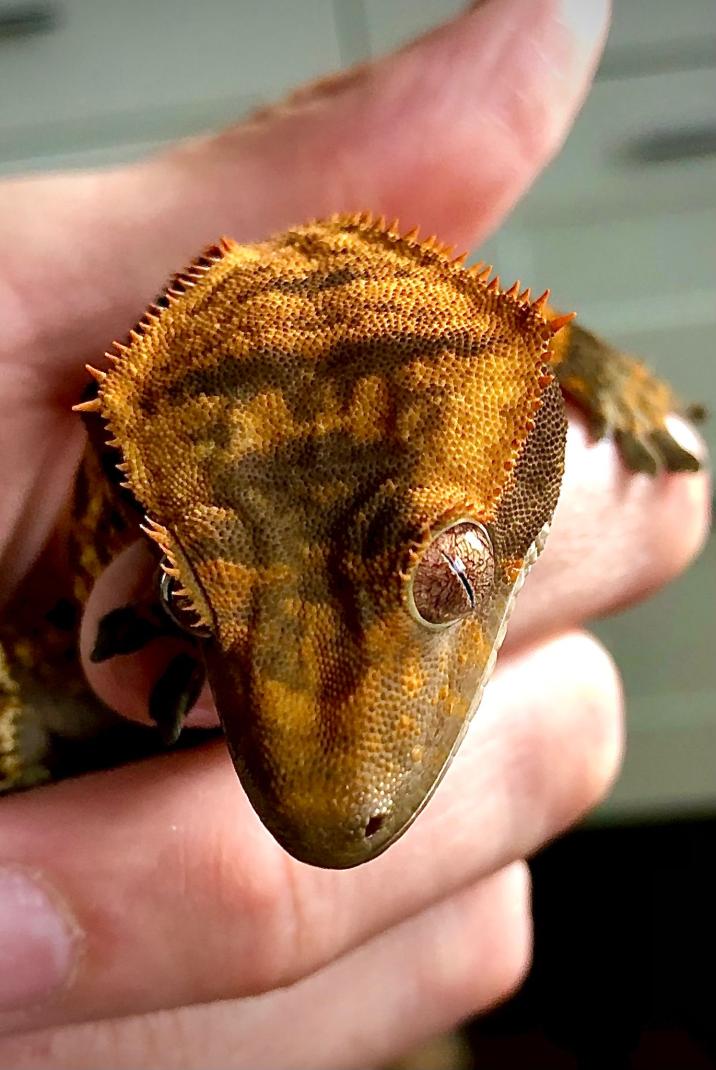 Name:  d17e93db-73ae-4759-b7e6-2411da6d215b.jpg
Views: 94
Size:  92.8 KB