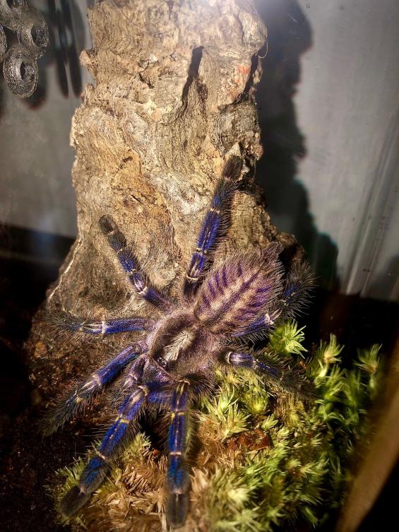 Name:  eb83cc22-9e0c-4333-88f2-9a59afd4980c.jpg
Views: 90
Size:  98.5 KB