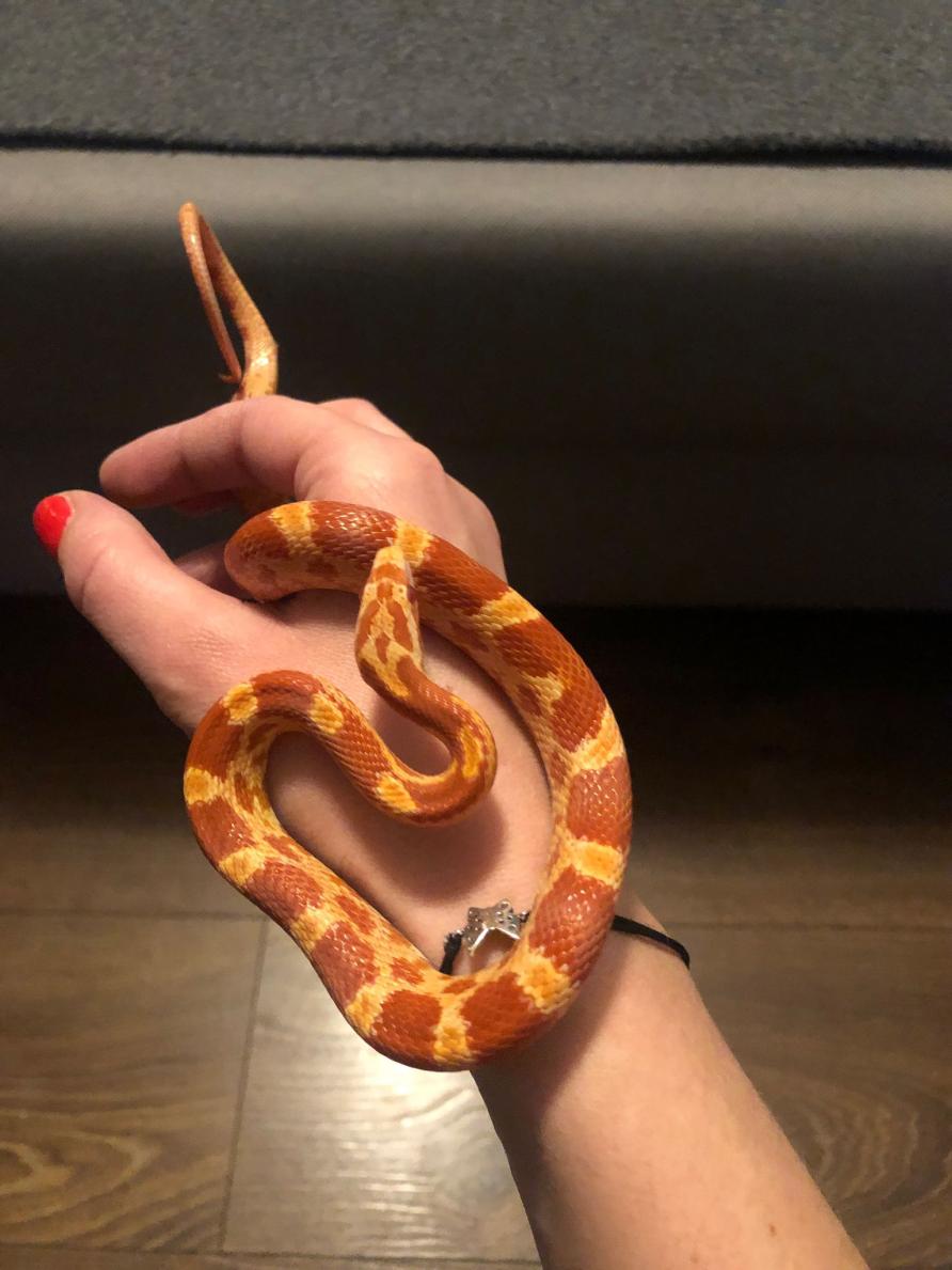 Name:  197c3c2d-4993-40fe-b0ac-69d7dbb177a7.jpg
Views: 91
Size:  86.3 KB