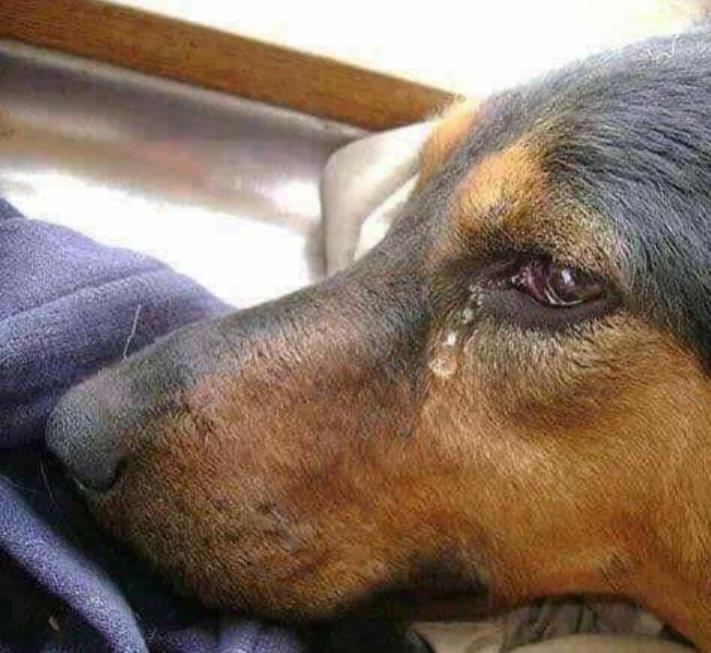 Name:  Polish_٢٠٢٣٠٦٠٨_٠٧٢٢٤١٥٥١.jpg
Views: 70
Size:  66.3 KB