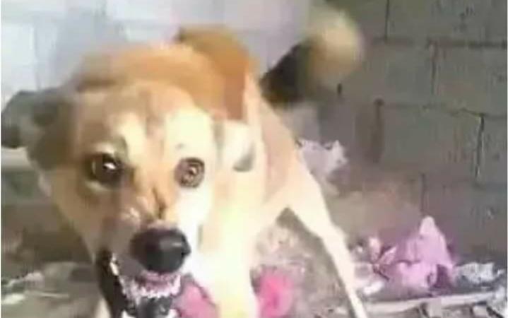 Name:  Polish_٢٠٢٣٠٦١٤_١٩٣٦٤٥٧١٣.jpg
Views: 680
Size:  25.0 KB