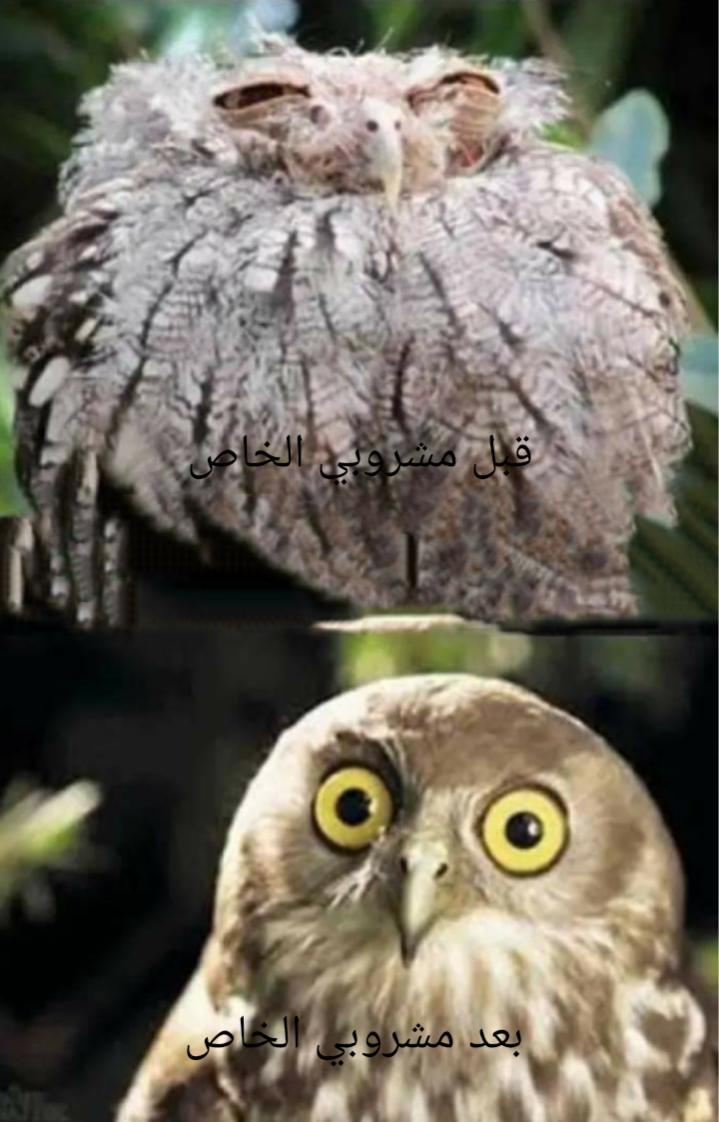 Name:  Polish_٢٠٢٣٠٦١٦_٢١٥٩٣٦٧٤٤.jpg
Views: 979
Size:  86.0 KB