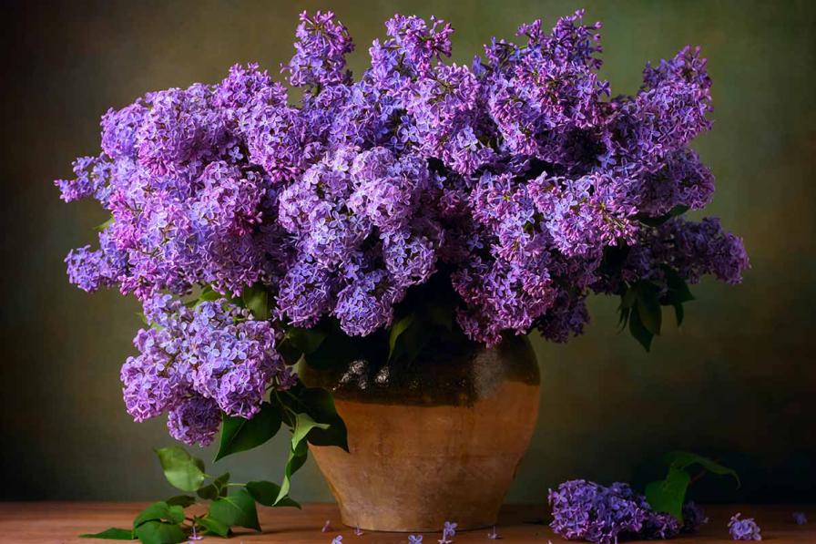 Name:  How-to-Grow-Lilacs-in-Containers-Feature.jpg
Views: 38
Size:  99.2 KB