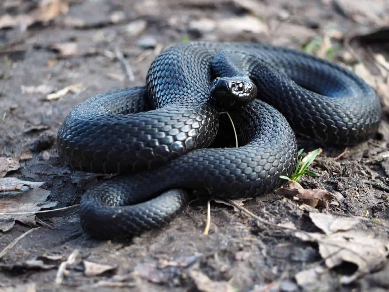 Name:  black-snake-113_48_33_.jpg
Views: 195
Size:  72.6 KB