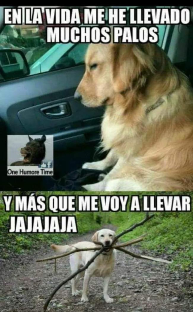 Nombre:  179464469_929655667797966_1525424985827611260_n.jpg
Visitas: 44
Tamaño: 94.1 KB