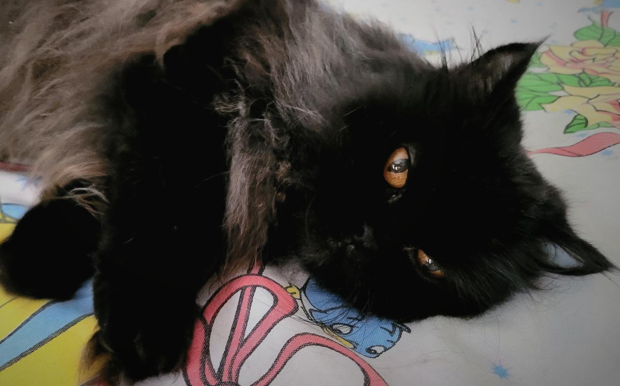 Nombre:  20220102_143340.jpg
Visitas: 33
Tamaño: 93.8 KB