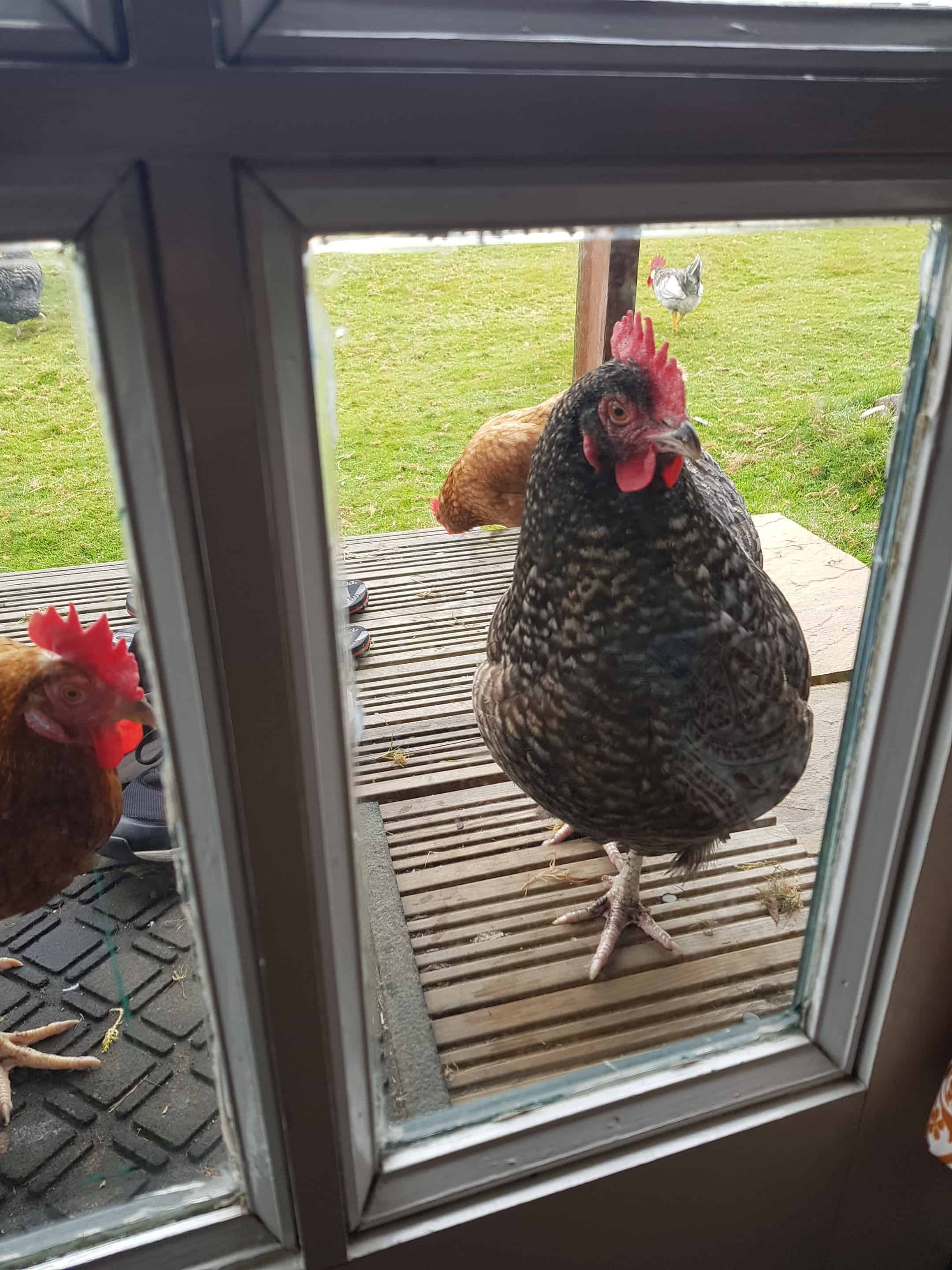 Nombre:  Gallinas.jpg
Visitas: 717
Tamaño: 283.7 KB