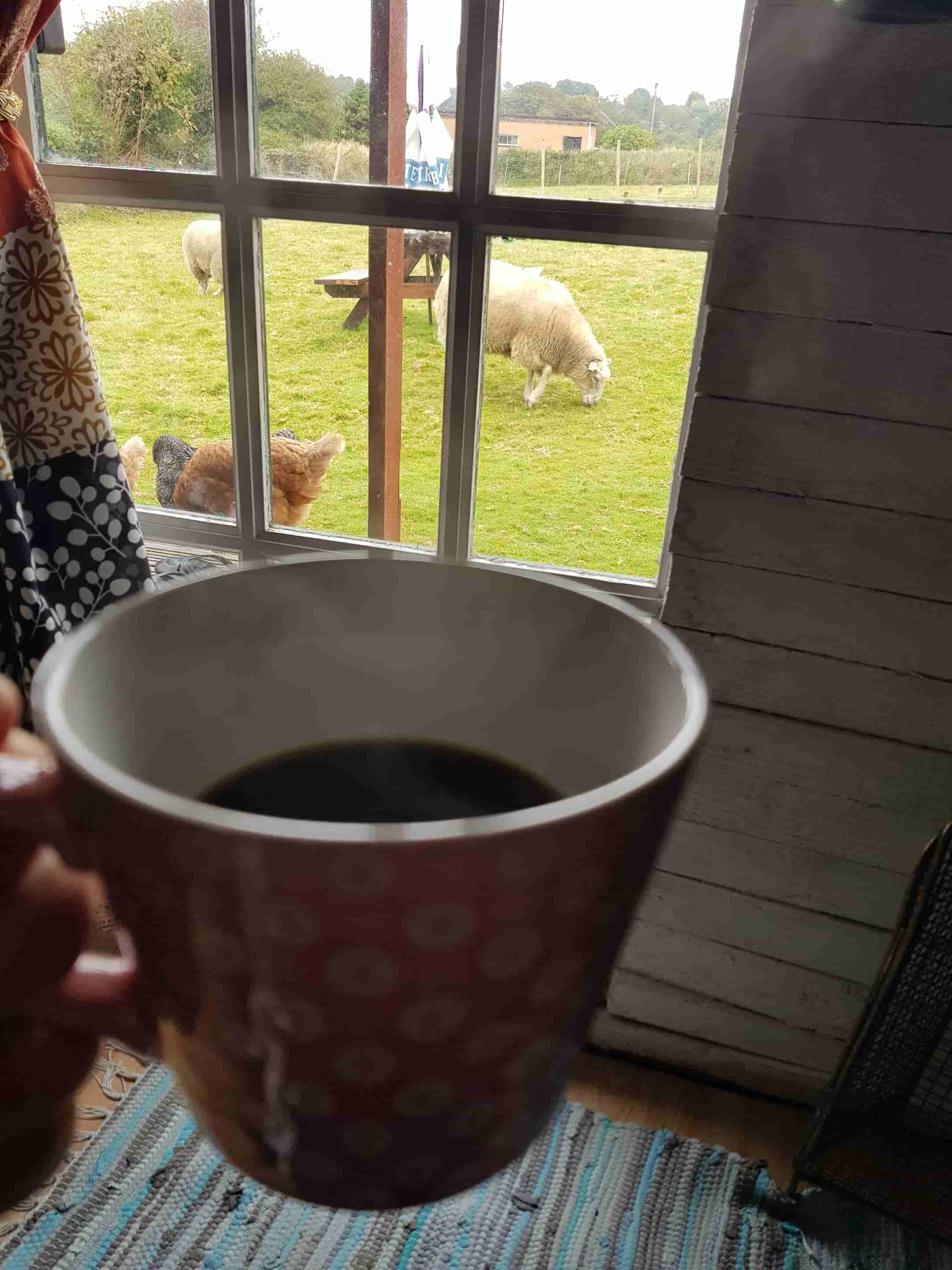 Nombre:  Ovejas2.jpg
Visitas: 620
Tamaño: 149.4 KB