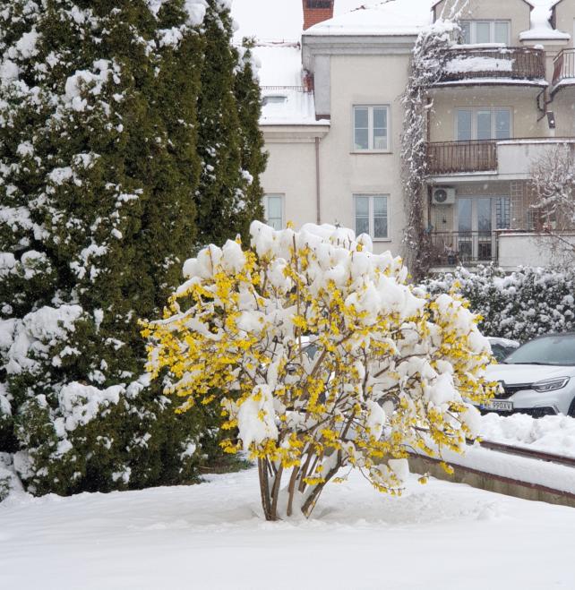 Name:  Zima,.jpg
Views: 104
Size:  96.6 KB