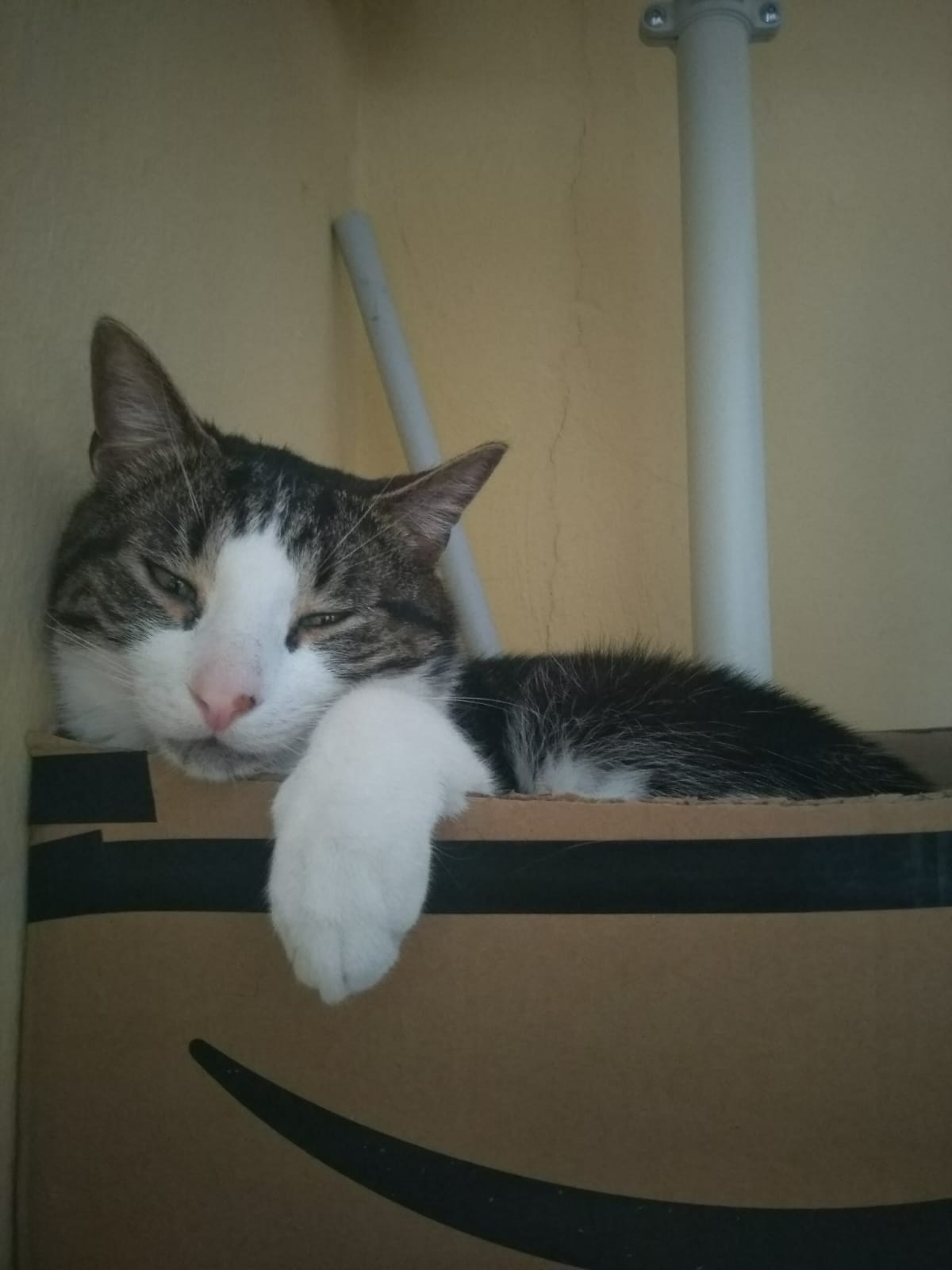 Nombre:  WhatsApp Image 2021-03-26 at 15.19.26.jpeg
Visitas: 511
Tamaño: 82.5 KB