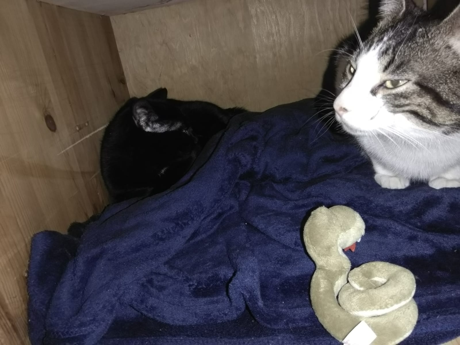 Nombre:  WhatsApp Image 2021-03-22 at 09.09.58.jpeg
Visitas: 635
Tamaño: 164.0 KB