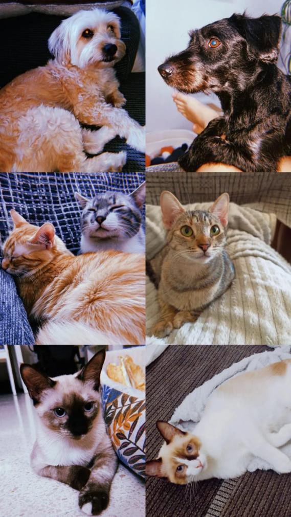 Nombre:  IMG-20211208-WA0019(1).jpg
Visitas: 132
Tamaño: 102.0 KB