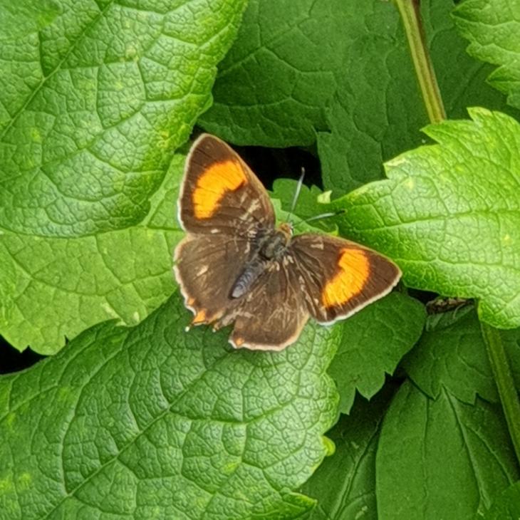 Name:  20220625_120621.jpg
Views: 80
Size:  90.2 KB