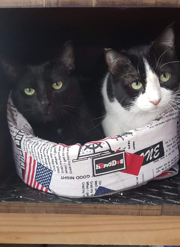 Nombre:  IMG-20191130-WA0002.jpg
Visitas: 90
Tamaño: 91.9 KB