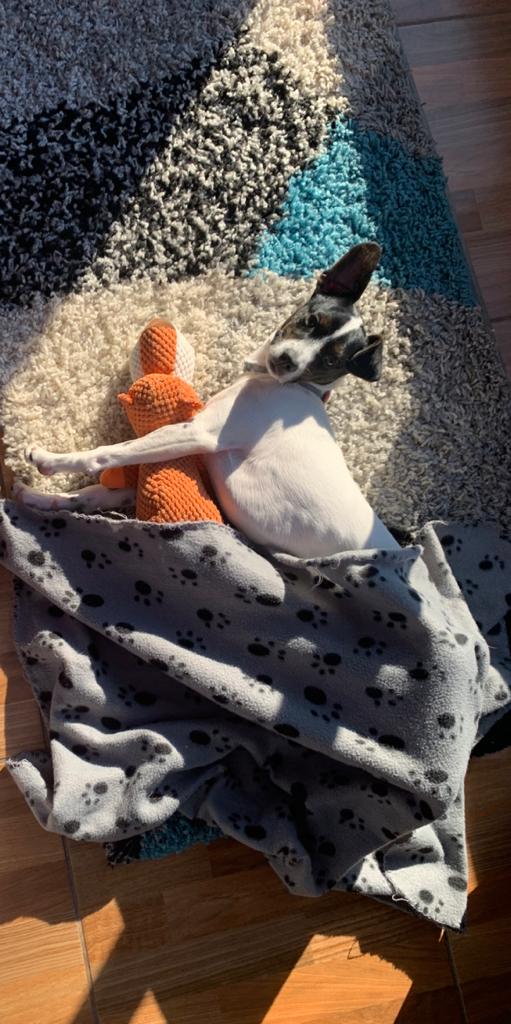 Nombre:  Infraganti.jpeg
Visitas: 535
Tamaño: 96.0 KB