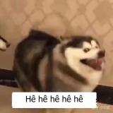 Jambongintonic's Avatar