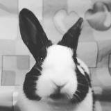 Pickletrack's Avatar
