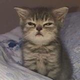 Pseudos's Avatar