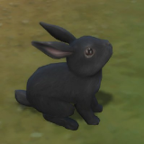 kukka's Avatar